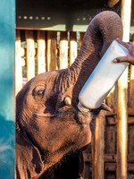 Sheldrick Elephant Orphanage-80