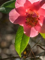 Magnolia Plantation-8