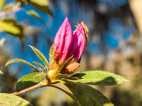 Magnolia Plantation-43