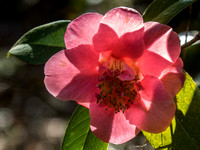Magnolia Plantation-7