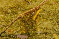 Audubon Swamp Garden-9-2-Edit
