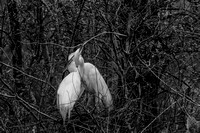 Audubon Swamp Garden-23-Edit