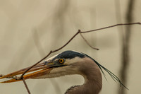 Audubon Swamp Garden-185