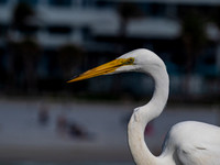 clearwater-9