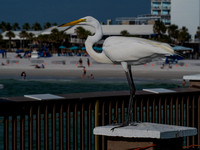 clearwater-41
