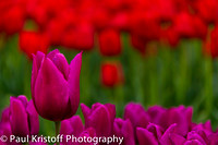 Red tulip among purple tulips