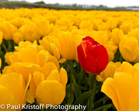 Red tulip among yellow tulips