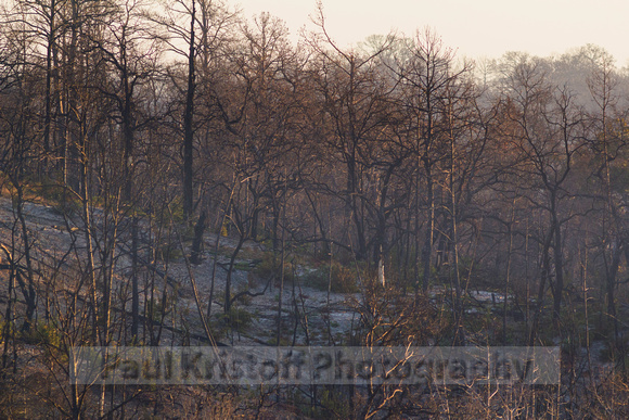 Burnt trees near Basdrop Texas