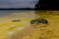 Pollen at Jordan Lake