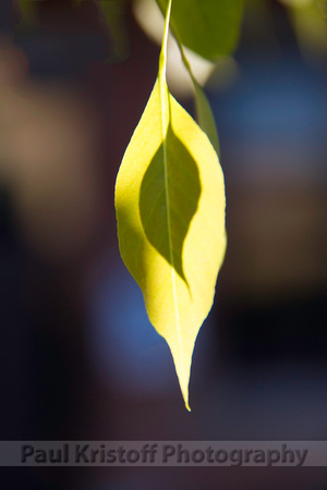 Leaf shadow