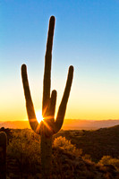 (5) Sunburst through a cactus