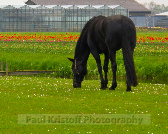 Horse among the flowers