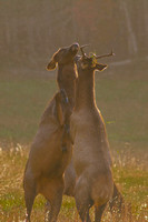 (6) Young elks playing