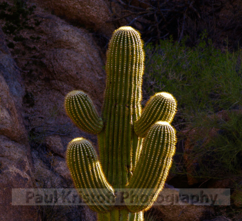 4-armed cactus