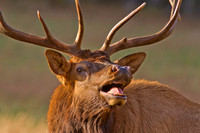 (2) Elk