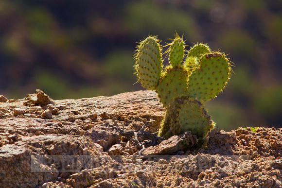 Cactus on a ledge