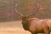 Elk