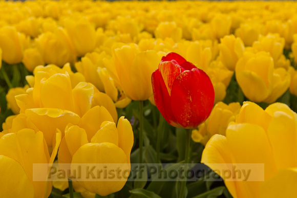 (6) Red Tulip