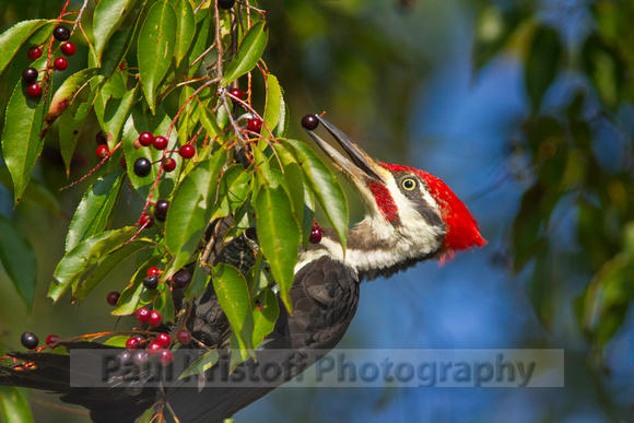 Pileated Woodpecker at Cades Cove