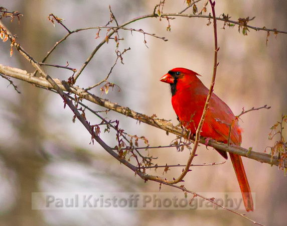 Cardinal posing