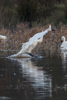 LakeMattamuskee-9071