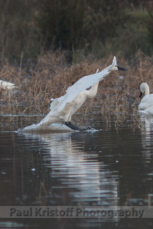 LakeMattamuskee-9071