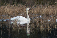 LakeMattamuskee-9350