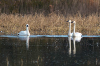 LakeMattamuskee-9365