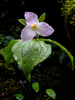 Trillium grandiflorum