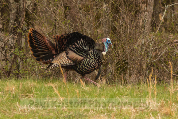 Male turkey strutting its stuff