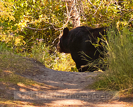 Black Bear