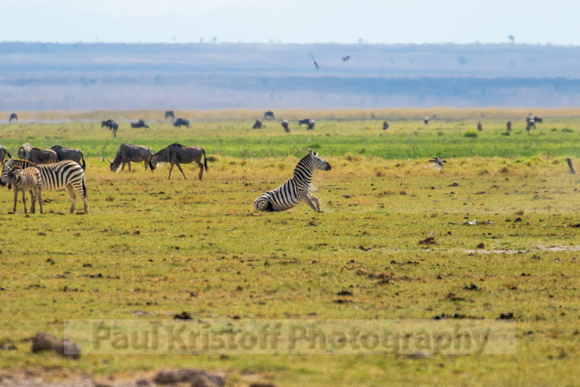 Amboseli National Park-280