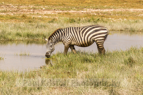 Amboseli National Park-504