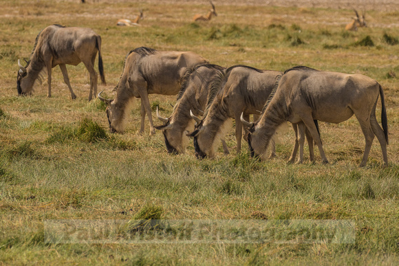 Amboseli National Park-570