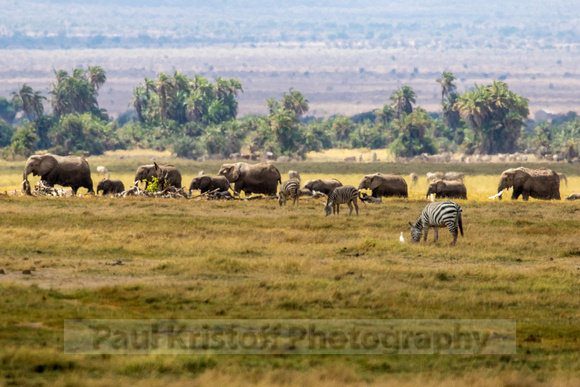 Amboseli National Park-591