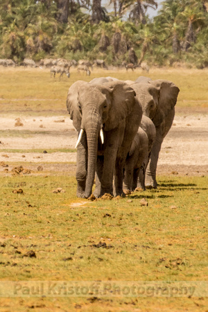 Amboseli National Park-667