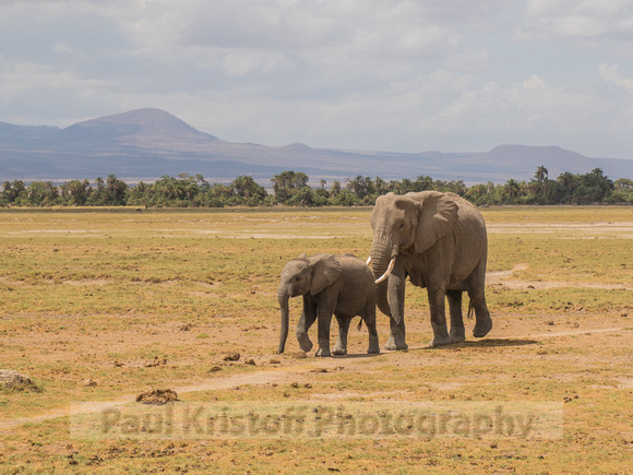 Amboseli National Park-726