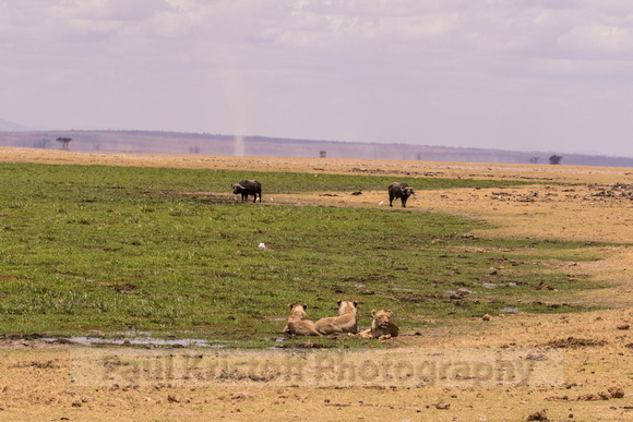 Amboseli National Park-1149