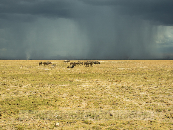 Amboseli National Park-1782