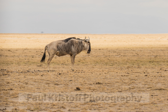 Amboseli National Park-69