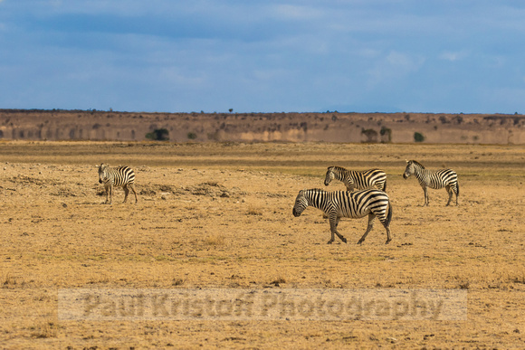 Amboseli National Park-100