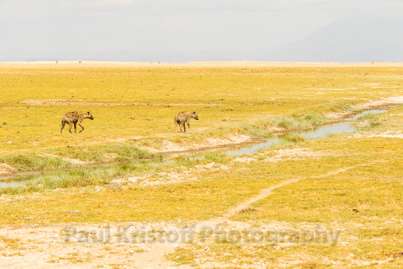 Amboseli National Park-208