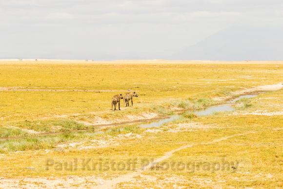 Amboseli National Park-211