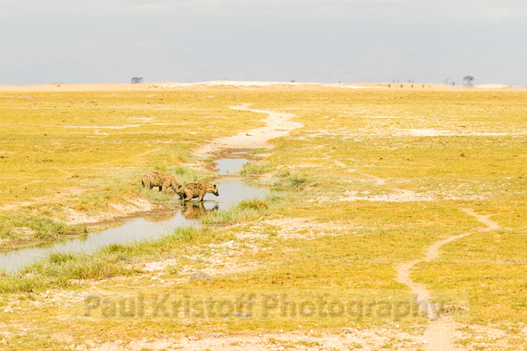Amboseli National Park-220