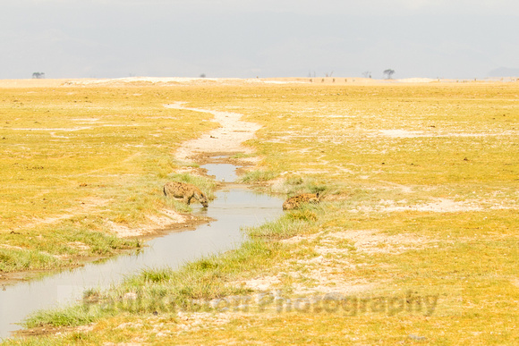 Amboseli National Park-221