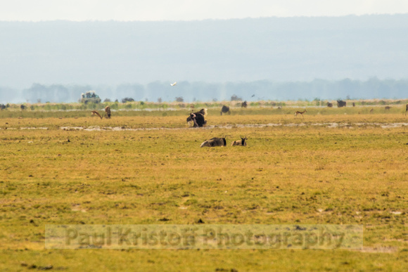 Amboseli National Park-267