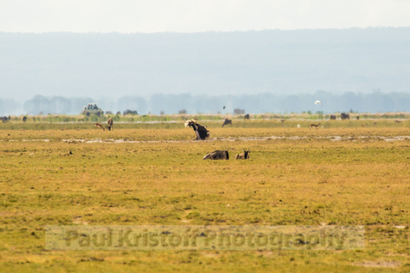 Amboseli National Park-268