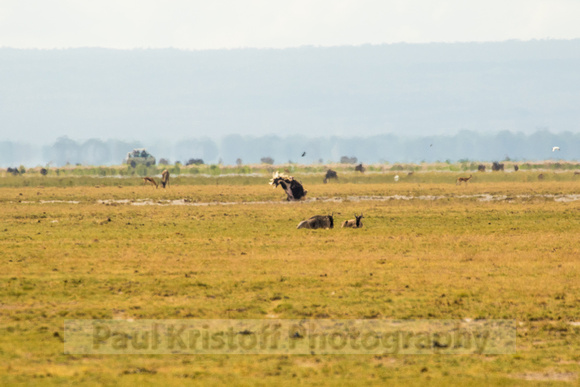 Amboseli National Park-269