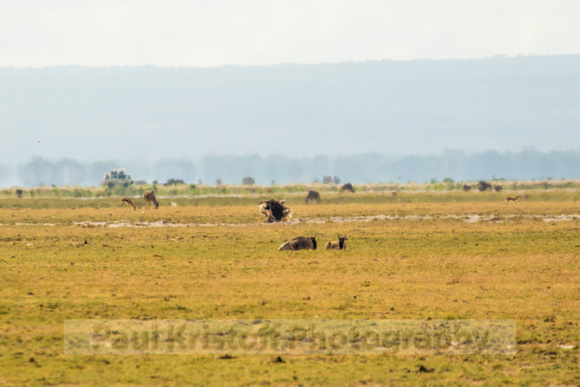 Amboseli National Park-274