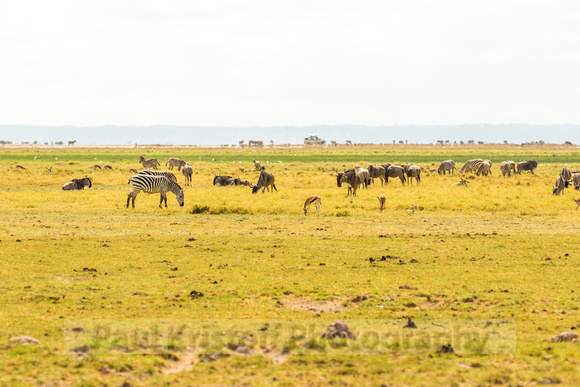 Amboseli National Park-277